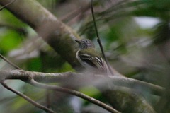 Hemitriccus griseipectus