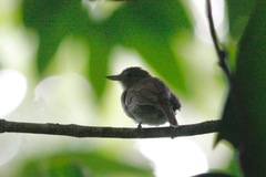 Thamnophilus murinus