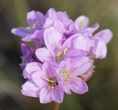 Armeria maritima elongata