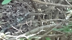 Hylocichla mustelina