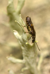 Malthodes pumilus