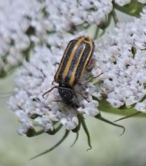 Astylus tucumanensis