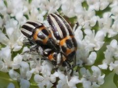 Nicentrus circumcinctus