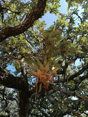 Tillandsia prodigiosa