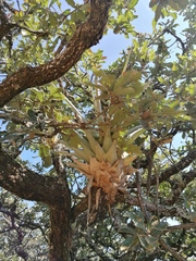 Tillandsia prodigiosa