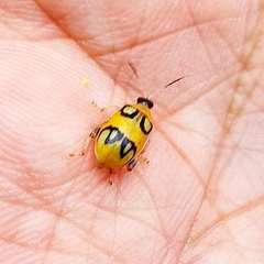 Walterianella biarcuata