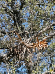 Tillandsia dugesii