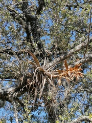 Tillandsia dugesii