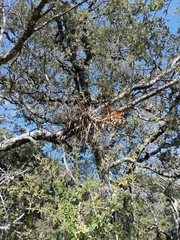 Tillandsia dugesii