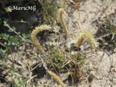 Bouteloua scorpioides