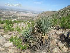 Dasylirion parryanum