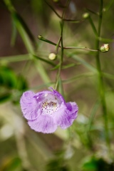 Agalinis edwardsiana