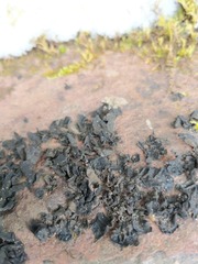 Collema subflaccidum