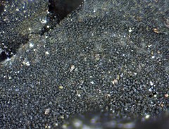 Collema subflaccidum