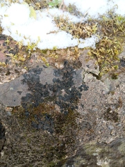 Collema subflaccidum