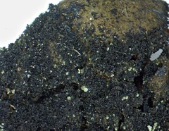 Collema subflaccidum