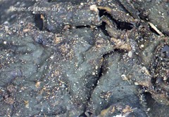 Collema subflaccidum