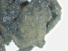 Collema subflaccidum