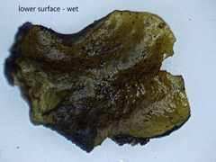 Collema subflaccidum