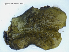 Collema subflaccidum