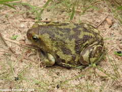 Uperodon systoma