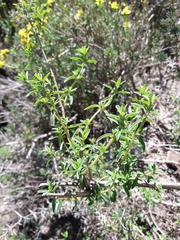 Clinopodium gilliesii