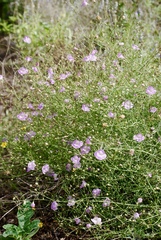 Agalinis edwardsiana