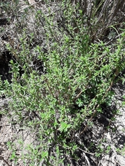 Clinopodium gilliesii
