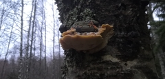 Antrodiella pallescens