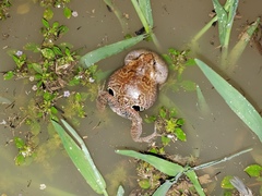 Physalaemus nattereri