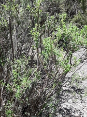 Clinopodium gilliesii