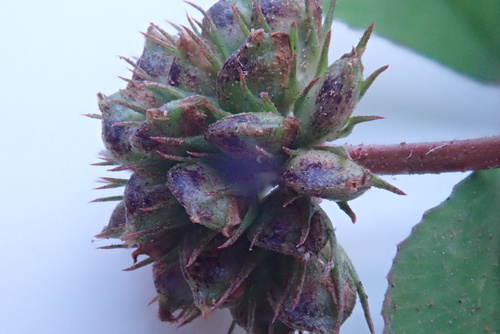 Trifolium baccarinii image
