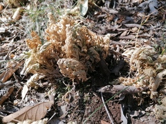 Selaginella lepidophylla