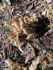 Selaginella lepidophylla