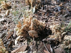 Selaginella lepidophylla