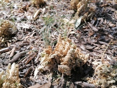 Selaginella lepidophylla