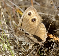 Cercyonis pegala boopis