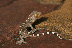 Gekko gecko