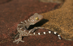 Gekko gecko