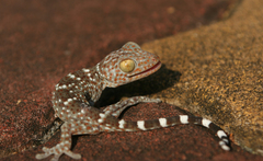 Gekko gecko