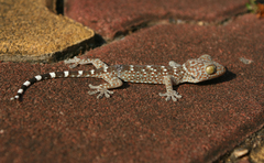 Gekko gecko