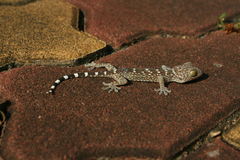 Gekko gecko
