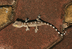 Gekko gecko