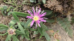 Delosperma sutherlandii