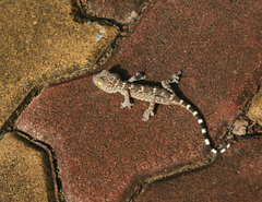 Gekko gecko