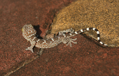 Gekko gecko