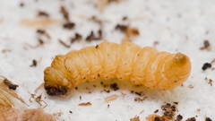 Clydonopteron sacculana