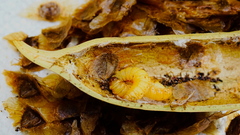 Clydonopteron sacculana