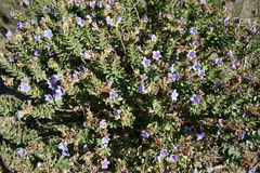Lobostemon daltonii