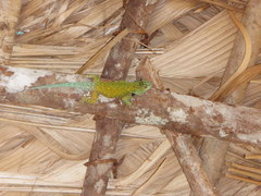 Sceloporus schmidti